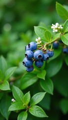 Obraz premium Blueberry bush with lush foliage and tiny white flowers in the background, greenery, meadow