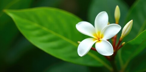 Obraz premium Green leaf with white plumeria buds and flowers, stems, buds