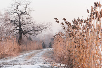 Zimowy krajobraz, drzewa w szronie, luty 2025, Czechowice Dziedzice.