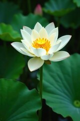 White and yellow lotus flower in the water with green leaves, floral, garden