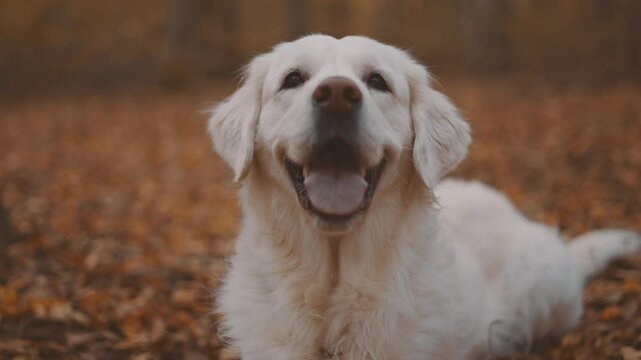 cute playful labrador retriever dog in beautiful autumn forest