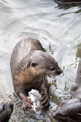 Obraz premium Smooth-coated otters in the Singapore river.
