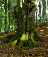 Moss-Covered Old Beech Tree Trunk