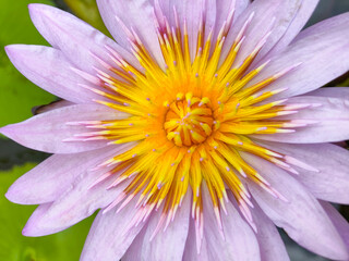 Blooming water lily flower