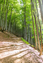 Beech Forest in the Carpathians: Summer Sunlit Woodland Path