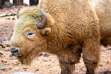 Portrait of White bison buffalo (Bison bison) in Bearizona Wildlife Park, Williams, Arizona USA