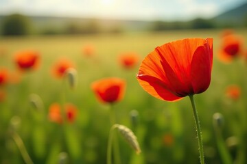 Delicate poppy petals unfolding in wheat field, fields, landscape