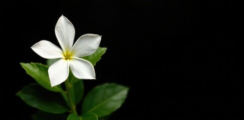 Fototapeta premium White star leaf flower isolated on black with subtle shading and depth effect, plant, white star leaf flower, pure white