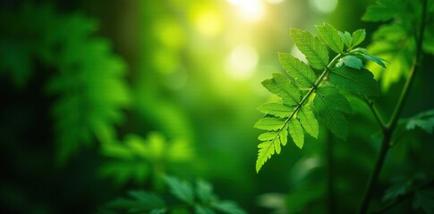 Obraz premium Dappled light filters through the fronds of a tropical fern, light, dappled, foliage