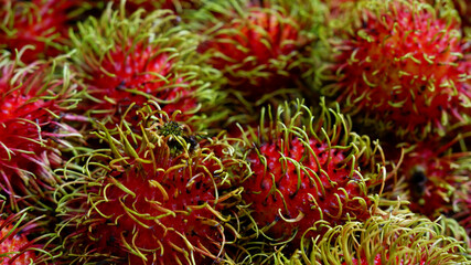 Rambutan background. Close-up rambutan texture with blurred on the back. Freshness of red fruit, sweet, tropical, harvest, eating healthy, and food texture. Texture background of rambutan fruit.