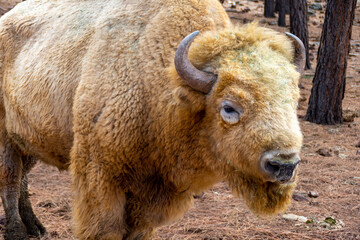 Fototapeta premium White bison buffalo (Bison bison) in Bearizona Wildlife Park, Williams, Arizona USA 