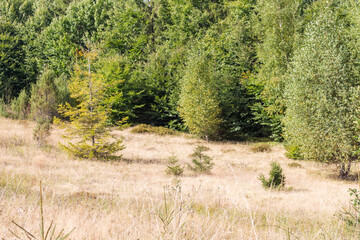 Autumnal Splendor: Carpathian Mountains in Early Fall