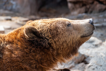 Portrait close up of grizzly bear (Ursus arctos horribilis) in Bearizona Wildlife Park, Williams,...