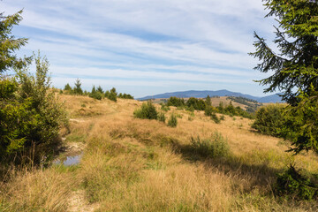 Obraz premium Autumnal Splendor: Carpathian Mountains in Early Fall