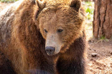Portrait close up of grizzly bear (Ursus arctos horribilis) in Bearizona Wildlife Park, Williams,...