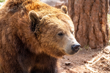 Portrait close up of grizzly bear (Ursus arctos horribilis) in Bearizona Wildlife Park, Williams, Arizona, USA