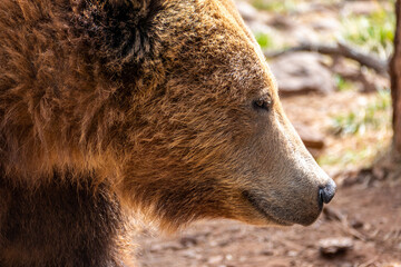 Portrait close up of grizzly bear (Ursus arctos horribilis) in Bearizona Wildlife Park, Williams,...