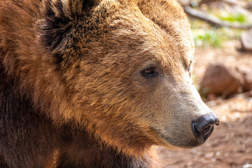 Portrait close up of grizzly bear (Ursus arctos horribilis) in Bearizona Wildlife Park, Williams, Arizona, USA