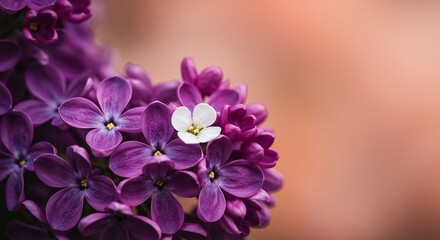 Obraz premium Lilac Harmony