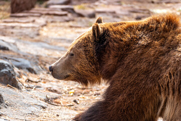 Portrait close up of grizzly bear (Ursus arctos horribilis) in Bearizona Wildlife Park, Williams,...