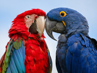 Red and green macaw and Hyacinth Macaw couple portraits. Ara chloropterus, Anodorhynchus hyacinthinus, Bioparc, Doué la Fontaine, Maine et Loire 49, Région Pays de la Loire, France, Europe