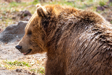 Portrait close up of grizzly bear (Ursus arctos horribilis) in Bearizona Wildlife Park, Williams, Arizona, USA