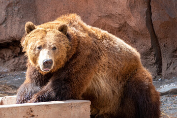 Grizzly bear resting on a rock(Ursus arctos horribilis) in Bearizona Wildlife Park, Williams,...