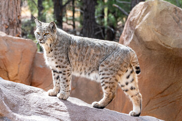 Bobcat (Lynx rufus) in Bearizona Wildlife Park Zoo, Williams, Arizona USA