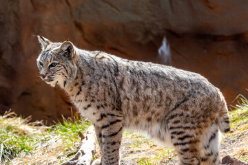 Bobcat (Lynx rufus) in Bearizona Wildlife Park Zoo, Williams, Arizona USA