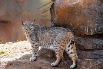 Bobcat (Lynx rufus) in Bearizona Wildlife Park Zoo, Williams, Arizona USA