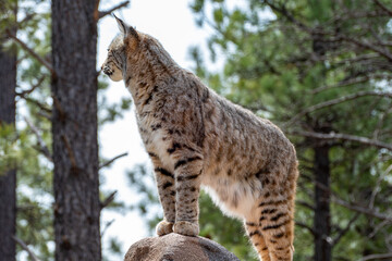 Bobcat (Lynx rufus) standing on a stone in Bearizona Wildlife Park Zoo, Williams, Arizona USA