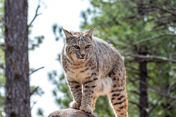 Bobcat (Lynx rufus) standing on a stone in Bearizona Wildlife Park Zoo, Williams, Arizona USA