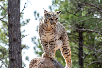 Bobcat (Lynx rufus) standing on a stone in Bearizona Wildlife Park Zoo, Williams, Arizona USA