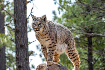 Bobcat (Lynx rufus) standing on a stone in Bearizona Wildlife Park Zoo, Williams, Arizona USA
