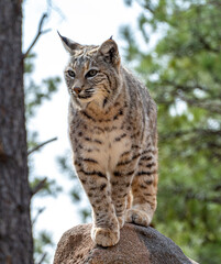 Bobcat (Lynx rufus) standing on a stone in Bearizona Wildlife Park Zoo, Williams, Arizona USA