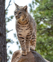 Bobcat (Lynx rufus) standing on a stone in Bearizona Wildlife Park Zoo, Williams, Arizona USA