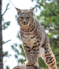 Bobcat (Lynx rufus) standing on a stone in Bearizona Wildlife Park Zoo, Williams, Arizona USA