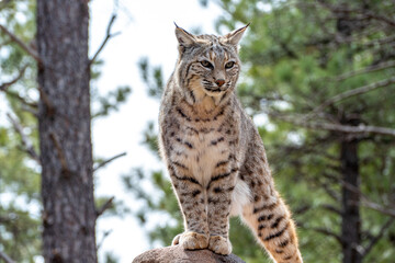 Bobcat (Lynx rufus) standing on a stone in Bearizona Wildlife Park Zoo, Williams, Arizona USA