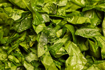 fresh spinach with water droplets ready to be cooked