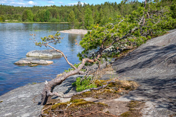 Pine tree growing out of the rock, Koyonsaari Island. Skerries of Lake Ladoga, Karelia, Russia