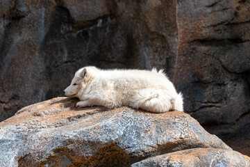 Artic fox (Vulpes lagopus) in Bearizona Wildlife Park, USA