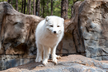 Obraz premium Artic fox (Vulpes lagopus) in Bearizona Wildlife Park, USA