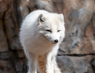 Artic fox (Vulpes lagopus) closeup in Bearizona Wildlife Park, USA
