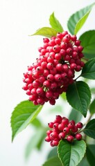 White background with viburnum berries in clusters, garden, plant
