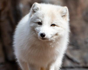 Artic fox (Vulpes lagopus) closeup in Bearizona Wildlife Park, USA