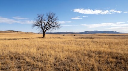 Obraz premium Lonely tree stands tall in golden grass landscape under a brilliant blue sky : Generative AI