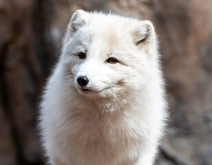 Artic fox (Vulpes lagopus) closeup in Bearizona Wildlife Park, USA