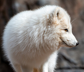 Artic fox (Vulpes lagopus) closeup in Bearizona Wildlife Park, USA