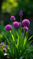 Obraz premium Purple alliums adding a pop of color to a shaded garden, alliums, floral arrangement