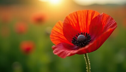 Fototapeta premium A single large dew drop on a velvety red poppy, morning, nature